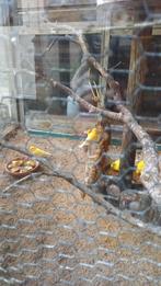 Waterslagers broed 2025, Dieren en Toebehoren, Vogels | Kanaries, Meerdere dieren, Kleurkanarie