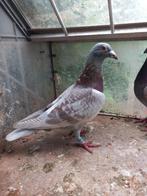 postduiven, Dieren en Toebehoren, Mannelijk, Postduif