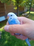 Jonge grasparkieten recht uit het nest., Dieren en Toebehoren, Vogels | Parkieten en Papegaaien, Meerdere dieren, Parkiet