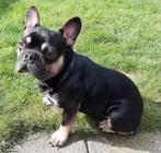 Franse bulldog Black en tan zoekt een nieuw baasje, Dieren en Toebehoren, Honden | Bulldogs, Pinschers en Molossers, Particulier