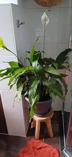 Spathiphyllum Bingo
Lepelplant 55 cm hoog inclusief pot, Huis en Inrichting, Kamerplanten, Ophalen, Overige soorten, Minder dan 100 cm