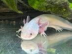Half volwassen axolotl vrouw, Dieren en Toebehoren, Amfibie, 0 tot 2 jaar