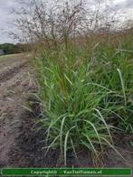 Vingergras Panicum Rehbraun siergras, Ophalen of Verzenden, Zomer, Siergrassen, Halfschaduw