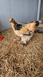 Buff Columbian Brahma hen – 4 mnd, Dieren en Toebehoren, Pluimvee, Vrouwelijk, Kip