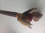 Gezocht: Opgezette dieren Taxidermie, Schedels, Dieren en Toebehoren, Roofvogel