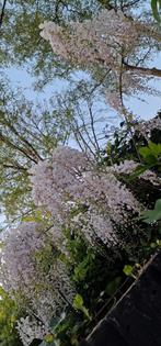 Wisteria floribunda Blauwe regen witte regen, Ophalen of Verzenden, Zomer, Overige soorten, Volle zon