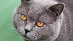 Britse Korthaar DEKKATER (niet te koop!), Dieren en Toebehoren