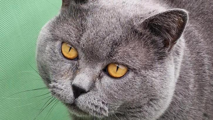 Britse Korthaar DEKKATER (niet te koop!), Dieren en Toebehoren, Katten en Kittens | Dekkaters