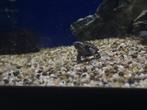 Muskus schildpad - Sternotherus odoratus - Aquariumcentrum H, Dieren en Toebehoren, Schildpad, 0 tot 2 jaar