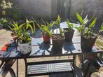Dendrobium stekjes, Huis en Inrichting, Kamerplanten, Ophalen, Overige soorten, Minder dan 100 cm