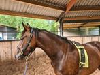 Lieve Fries x PRE merrie, Dieren en Toebehoren, Paarden, Merrie, Zadelmak, 3 tot 6 jaar, 160 tot 165 cm
