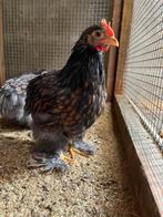 Cochin kriel haantje goud/zwart gezoomd, Dieren en Toebehoren, Pluimvee, Mannelijk, Kip