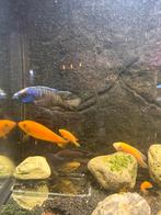 Vissen Cichlide, Dieren en Toebehoren, Vissen | Aquariumvissen, Vis