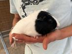 13 cavia beertjes, Dieren en Toebehoren, Knaagdieren, Juni, Mannelijk, Cavia