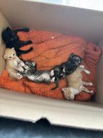 Kiitens van ragdoll/siamees moederkat, Dieren en Toebehoren, Poes