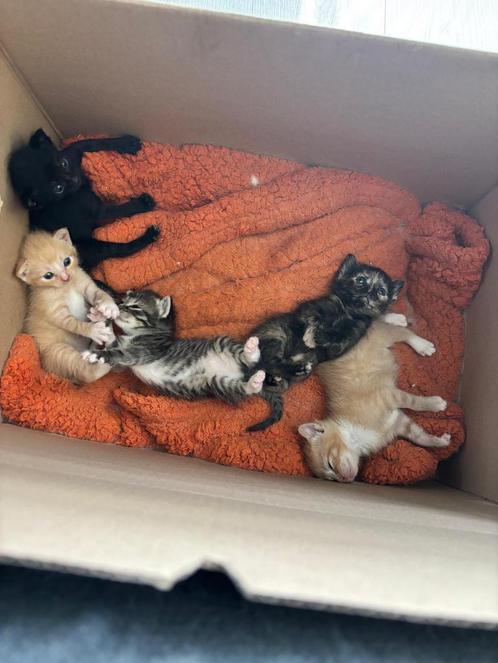 Kiitens van ragdoll/siamees moederkat, Dieren en Toebehoren, Katten en Kittens | Raskatten | Korthaar, Poes