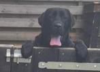 Prachtige en lieve labrador  van 7 maanden oud met stamboom, Dieren en Toebehoren, 15 weken tot 1 jaar, CDV (hondenziekte), Teef
