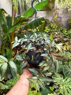 Pellionia Repens Hangplant - Watermeloen Begonia, Ophalen of Verzenden