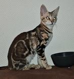 F3 savannah poes nu 2 jaar oud dus legaal, Dieren en Toebehoren, Poes, 0 tot 2 jaar