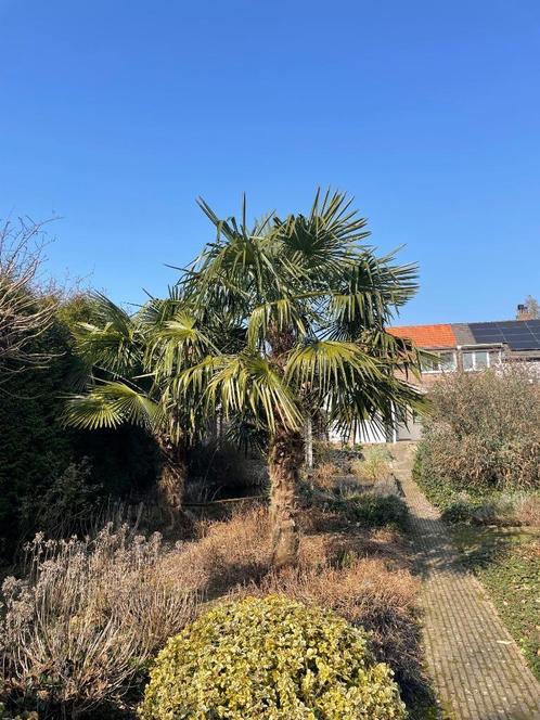 Twee prachtige palmbomen, Tuin en Terras, Planten | Bomen, Palmboom, 250 tot 400 cm, Volle zon, Zomer, Ophalen