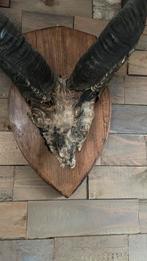 Hoorns en schedel van een grote koedoe, Verzamelen, Dierenverzamelingen, Ophalen of Verzenden, Gebruikt, Schedel