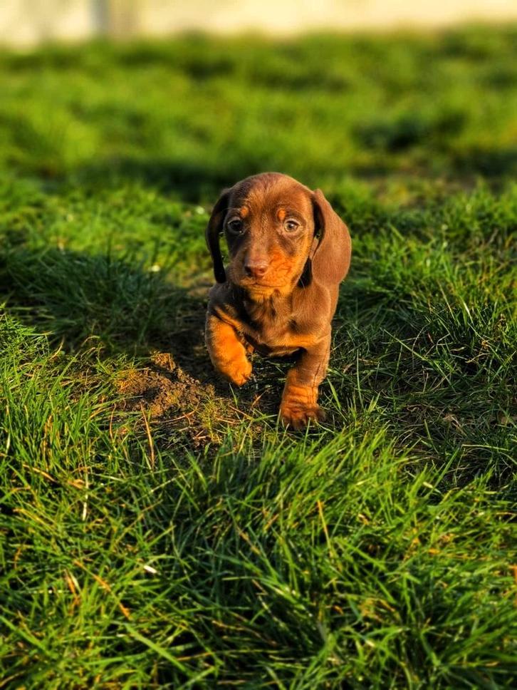 Bij ons geboren Teckel pupjes -Geen import, Dieren en Toebehoren, Honden | Teckels en Dashonden, Meerdere dieren, Korthaar, Dwerg