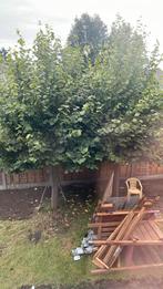 2x platanen ophalen, Tuin en Terras, Planten | Bomen, Ophalen, Overige soorten, 250 tot 400 cm