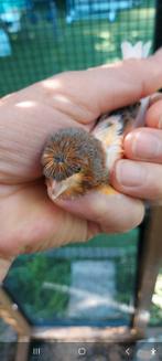 Harlekijn kanarie man van  2025, Dieren en Toebehoren, Mannelijk, Kleurkanarie