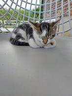 Kittens 10 weken, Dieren en Toebehoren, Katten en Kittens | Overige Katten, Poes