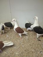 6kleurschild postduiven, Dieren en Toebehoren, Vogels | Duiven, Meerdere dieren, Postduif