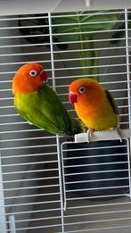 Young Lovebirds Agapornis, Dieren en Toebehoren, Vogels | Parkieten en Papegaaien, Dwergpapegaai of Agapornis