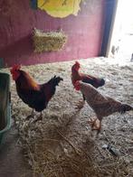 te koop 3 mooie hanen jonge dieren, Dieren en Toebehoren, Pluimvee, Mannelijk, Kip