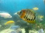 Heros cichliden, Dieren en Toebehoren, Vissen | Aquariumvissen, Vis