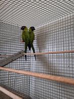Koppel nandaya parkieten., Meerdere dieren, Parkiet