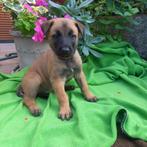 Puppy mechelse herder, Dieren en Toebehoren, Honden | Herdershonden en Veedrijvers, 8 tot 15 weken, CDV (hondenziekte), Meerdere