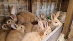 Verschillende konijnen Gele van bourgondië, Dieren en Toebehoren, Meerdere dieren, 0 tot 2 jaar, Middelgroot