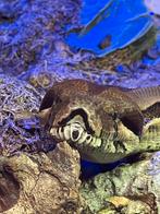 Gratis Boa constrictor, Ophalen of Verzenden, Terrarium of Paludarium