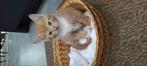 Lief rood katertje, Dieren en Toebehoren, Katten en Kittens | Overige Katten, Kater