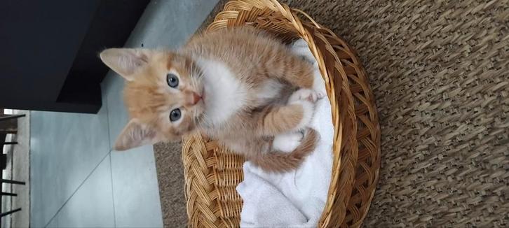 Lief rood katertje, Dieren en Toebehoren, Katten en Kittens | Overige Katten, Kater