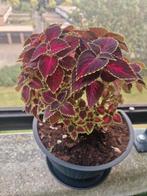 Coleus  siernetel verschillende formaten. Vanaf, Tuin en Terras, Planten | Tuinplanten, Volle zon, Eenjarig, Zomer, Ophalen