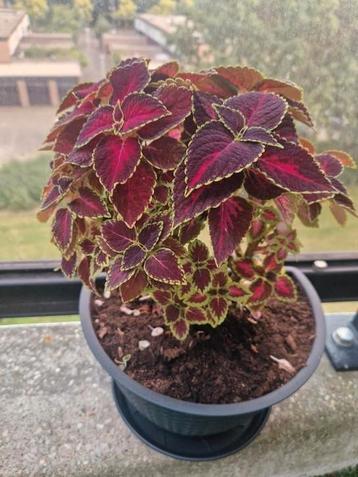 Coleus  siernetel verschillende formaten. Vanaf  beschikbaar voor biedingen