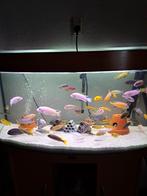 Malawi cicliden te koop, Dieren en Toebehoren, Vissen | Aquariumvissen, Vis