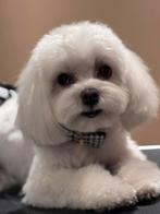 Trimsalon voor honden in Tilburg, Trimmen of Verzorging