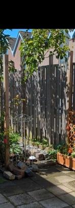 Prachtige Japanse perenboom, Tuin en Terras, Planten | Fruitbomen, Ophalen, Lente