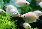 Zoenvis "pink balloon"- leuke vis voor uw tropisch aquarium, Vis, Zoetwatervis