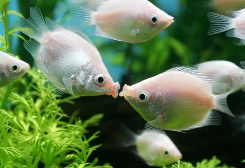 Zoenvis "pink balloon"- leuke vis voor uw tropisch aquarium, Dieren en Toebehoren, Vissen | Aquariumvissen, Zoetwatervis, Vis