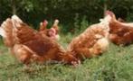 Bruine Barnevelders en Witte Leghorn kippen., Vrouwelijk, Kip