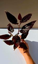 Begonia ‘Polka Dot Pink’ – babyplant, Ophalen of Verzenden, Overige soorten, Minder dan 100 cm
