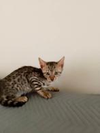 Hoi allemaal! Wij hebben 4 mooi kittens, toe koop, Dieren en Toebehoren, 0 tot 2 jaar