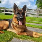 Lieve Duitse stokhaar herdershond, Reu, Eén hond, 3 tot 5 jaar, Herder